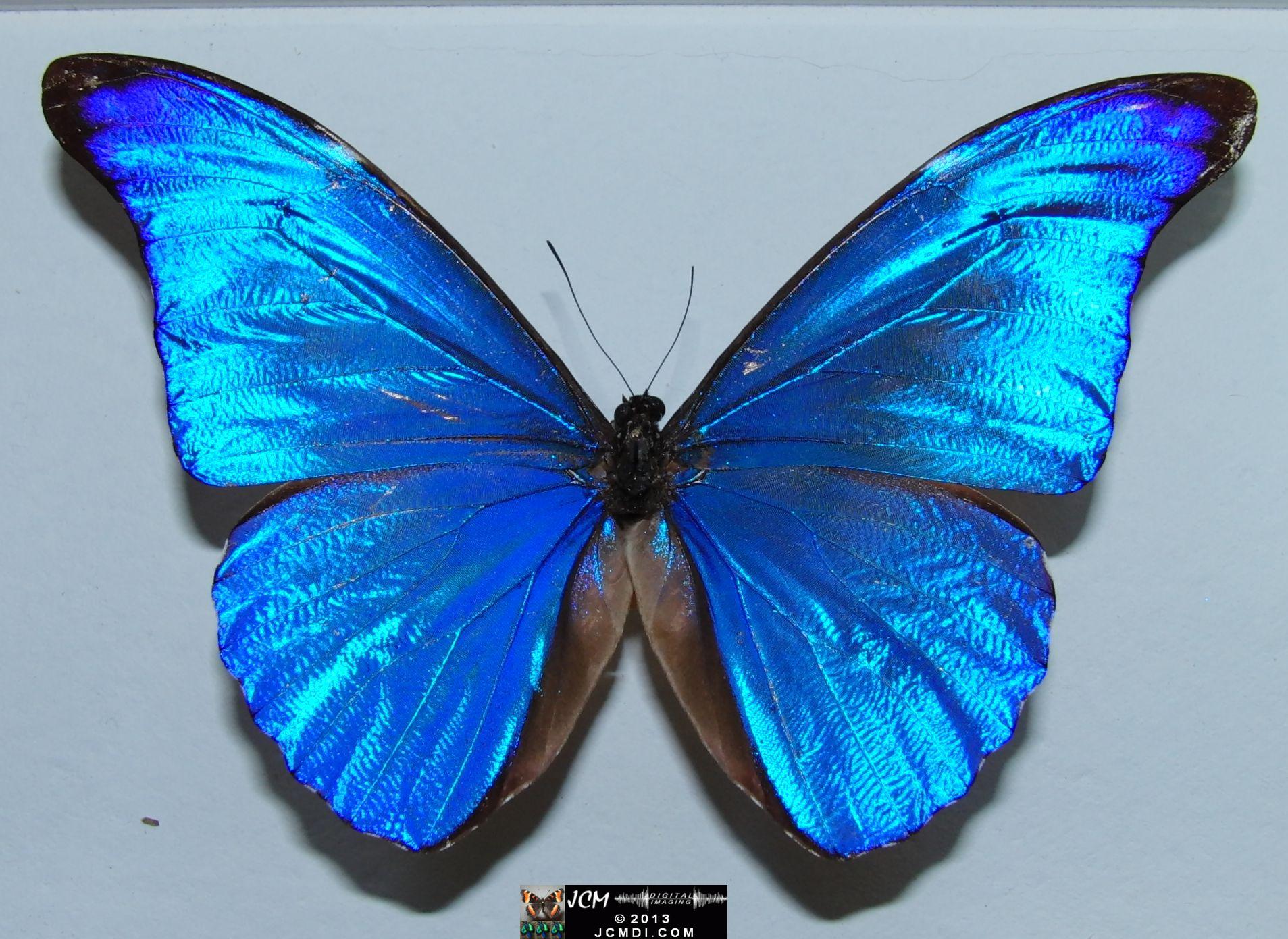 Unidentified Morpho 02-20-2010 